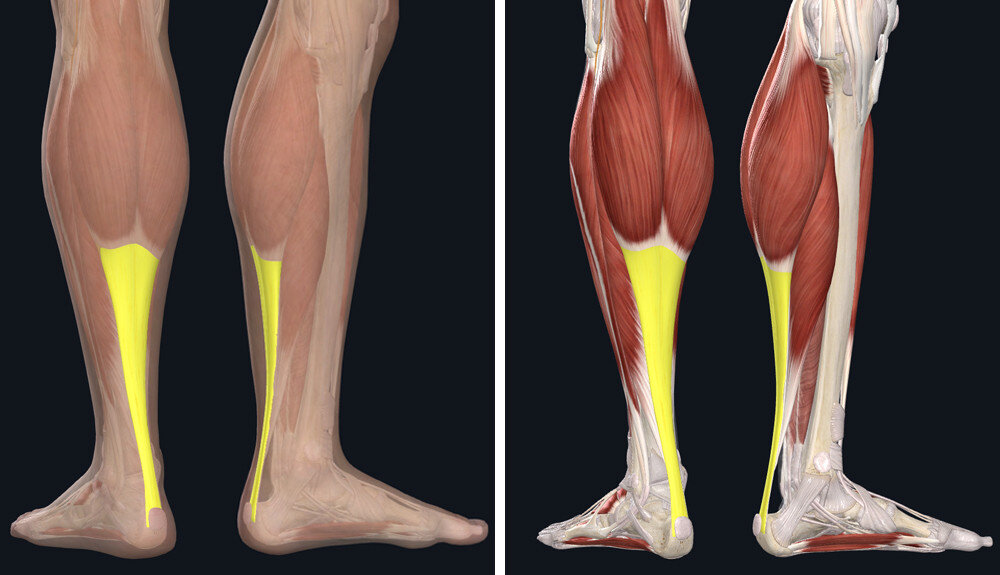 Achilles tendon is the body's strongest tendon