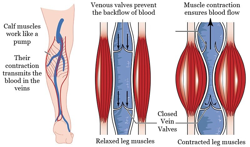 Lýtkové svaly a prietok krvi - kŕčové žily