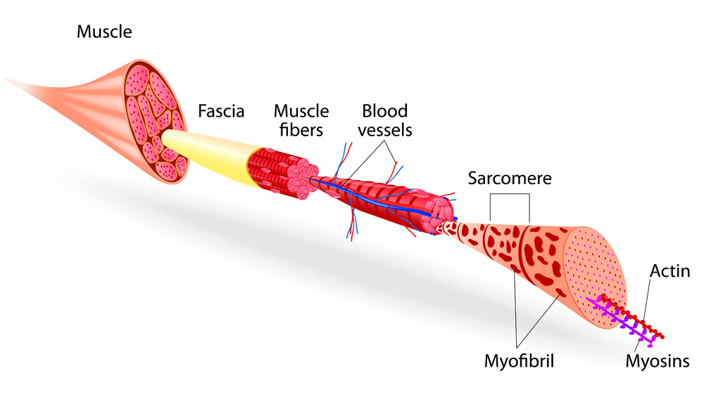 Grundlagen der Muskelstimulation  