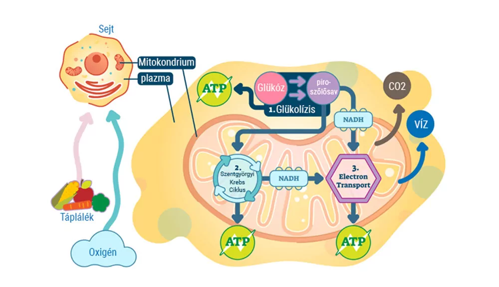 The development of obesity and chronic inflammation is closely linked to mitochondrial health, metabolism and nutrition.